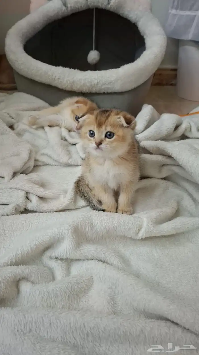 كيتن سكوتش فولد قولد اقساط تابي 2