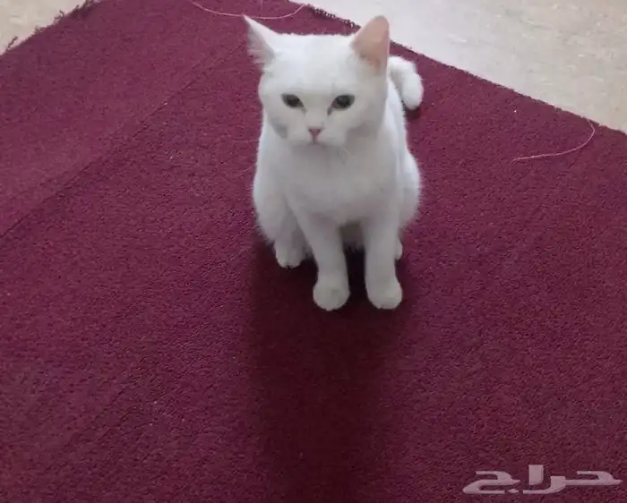 قط سكوتش للبيع 1