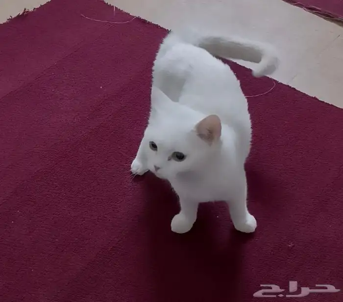 قط سكوتش للبيع 2