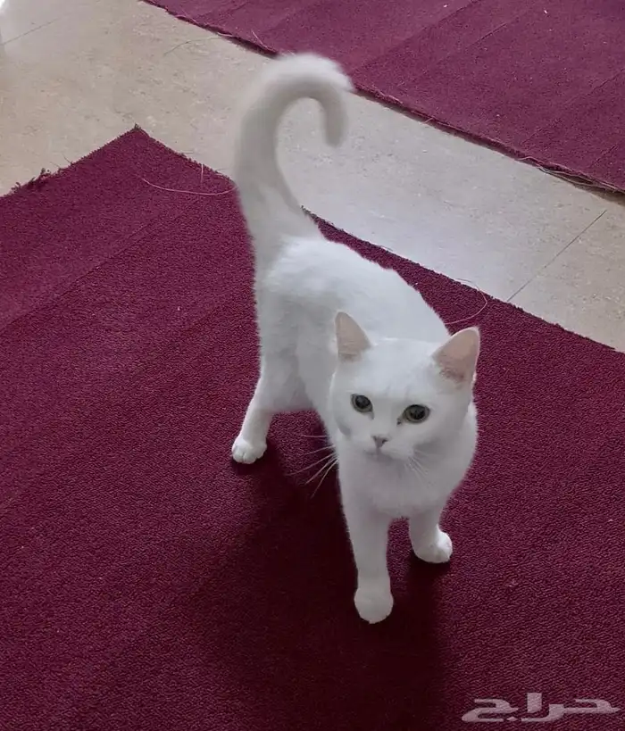 قط سكوتش للبيع 3