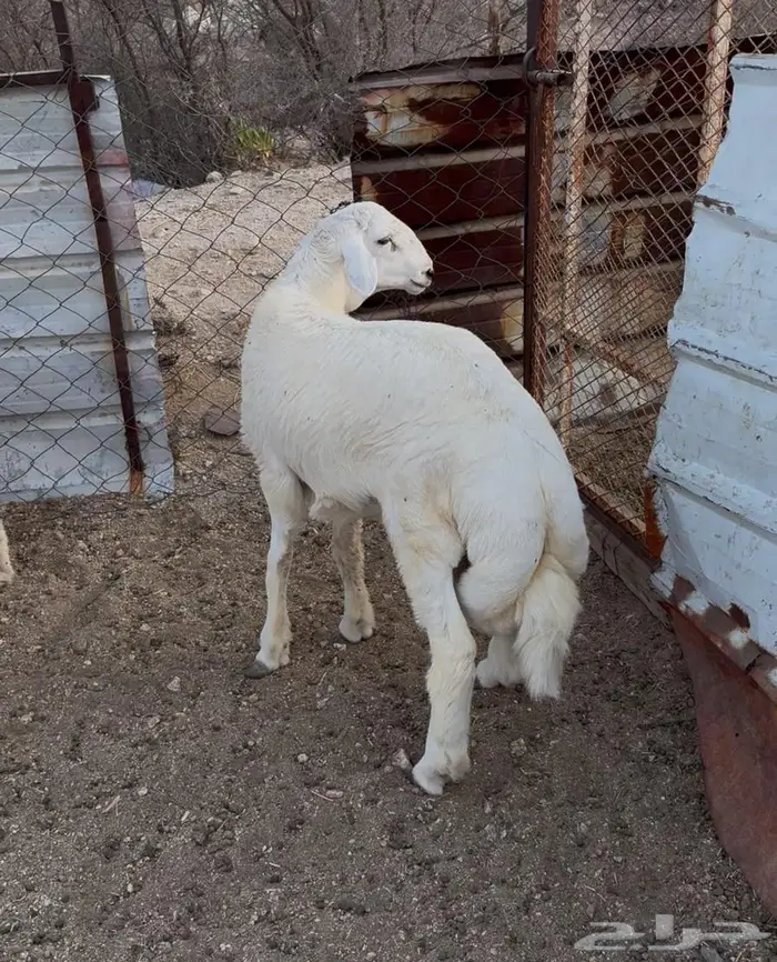 ذبايح طليان حري سواكن مع الذبح والتوصيل 8