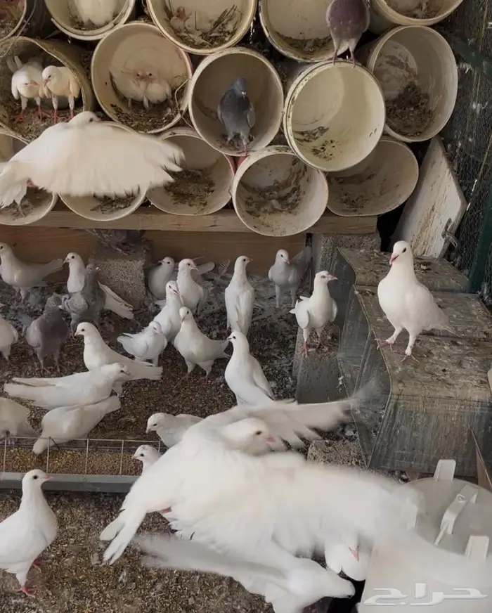 بيع حمام فرنسي منتج 1