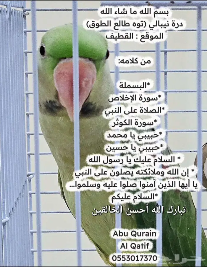 درة نيبالي متكلم بطلاقه 0