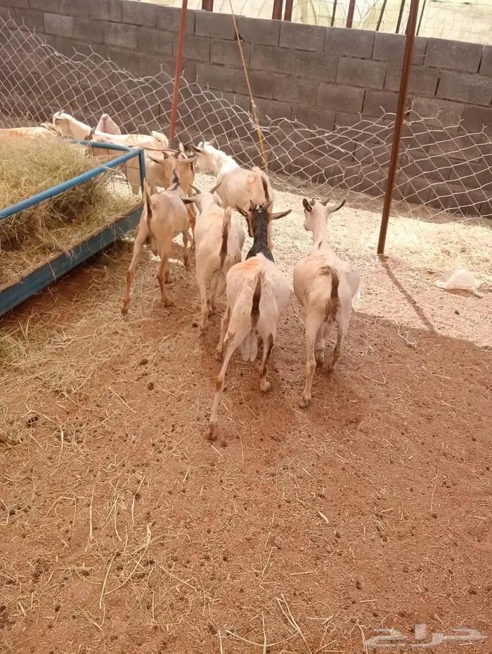 مزارع ابو احمد.. ثقة التجار والملاحم 8