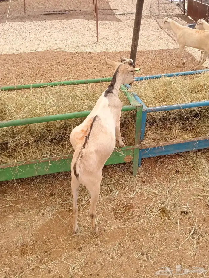 مزارع ابو احمد.. ثقة التجار والملاحم 6