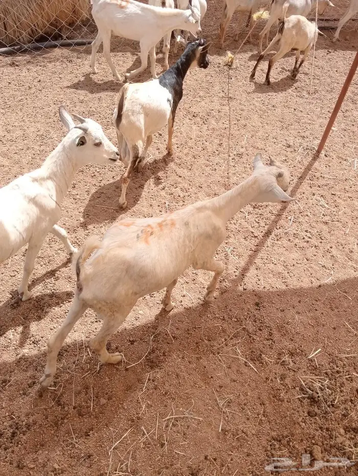 مزارع ابو احمد.. ثقة التجار والملاحم 9