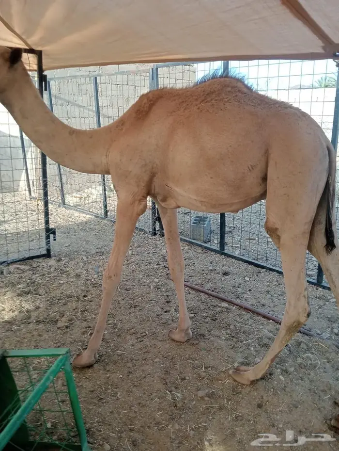 مواشي جمله بأسعار منافسه.. تيوس وقعدان 2