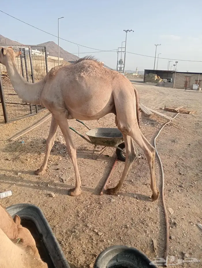 مواشي جمله بأسعار منافسه.. تيوس وقعدان 3