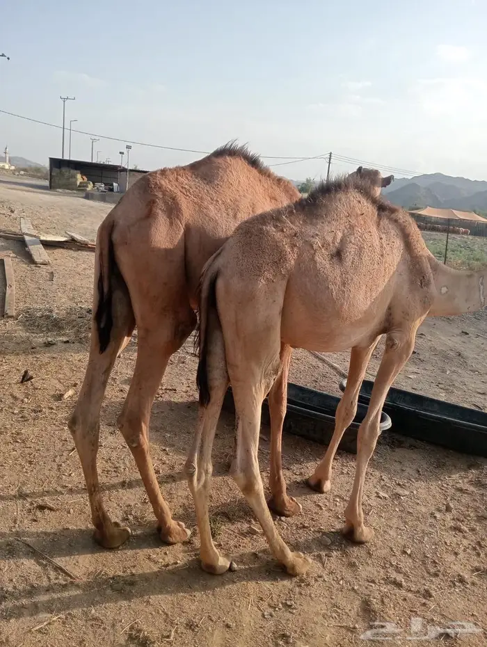 مواشي جمله بأسعار منافسه.. تيوس وقعدان 1