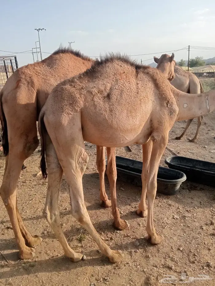 مواشي جمله بأسعار منافسه.. تيوس وقعدان 0