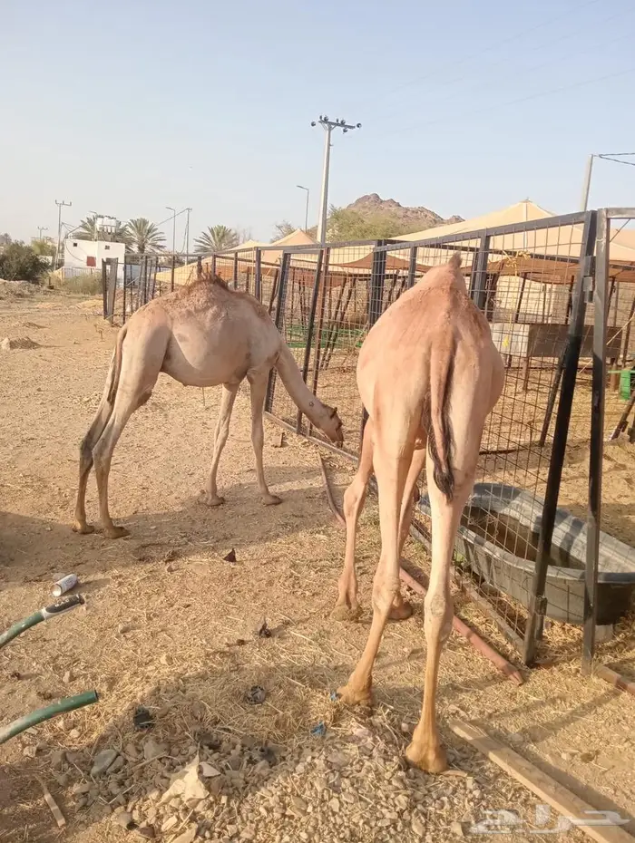 مواشي جمله بأسعار منافسه.. تيوس وقعدان 6