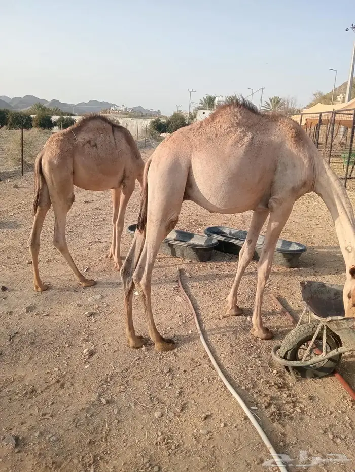 مواشي جمله بأسعار منافسه.. تيوس وقعدان 4