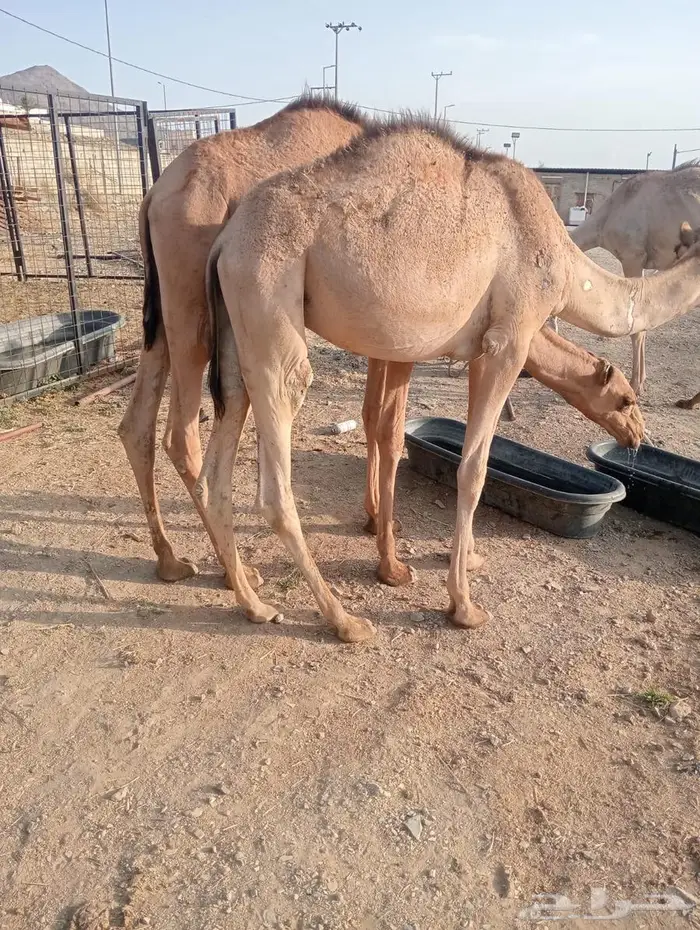 مواشي جمله بأسعار منافسه.. تيوس وقعدان 8