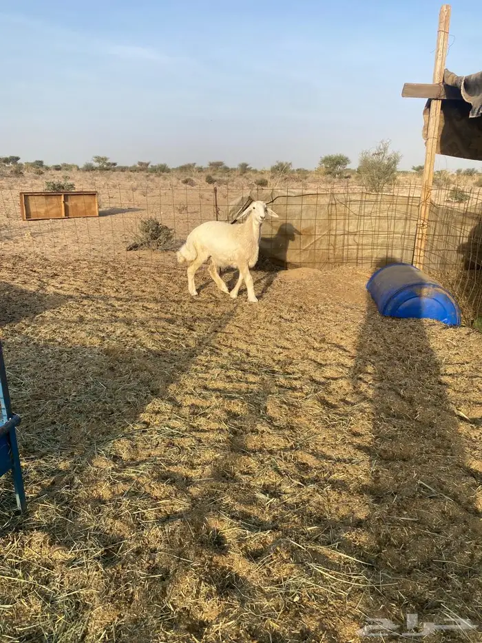 رخل ذبيحه طيبه 1