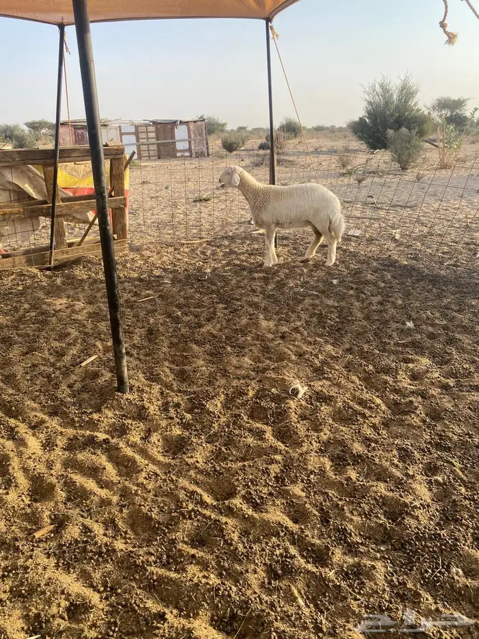 رخل ذبيحه طيبه 2
