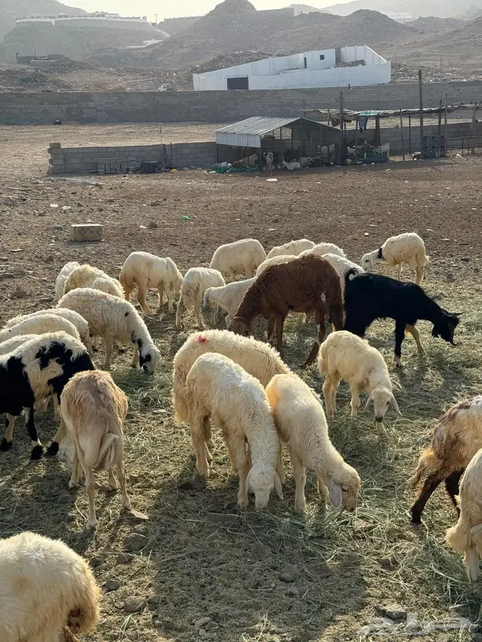 طليان ورخال حري 0