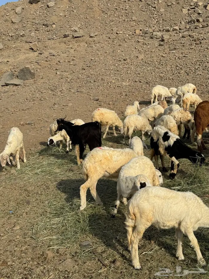 طليان ورخال حري 1