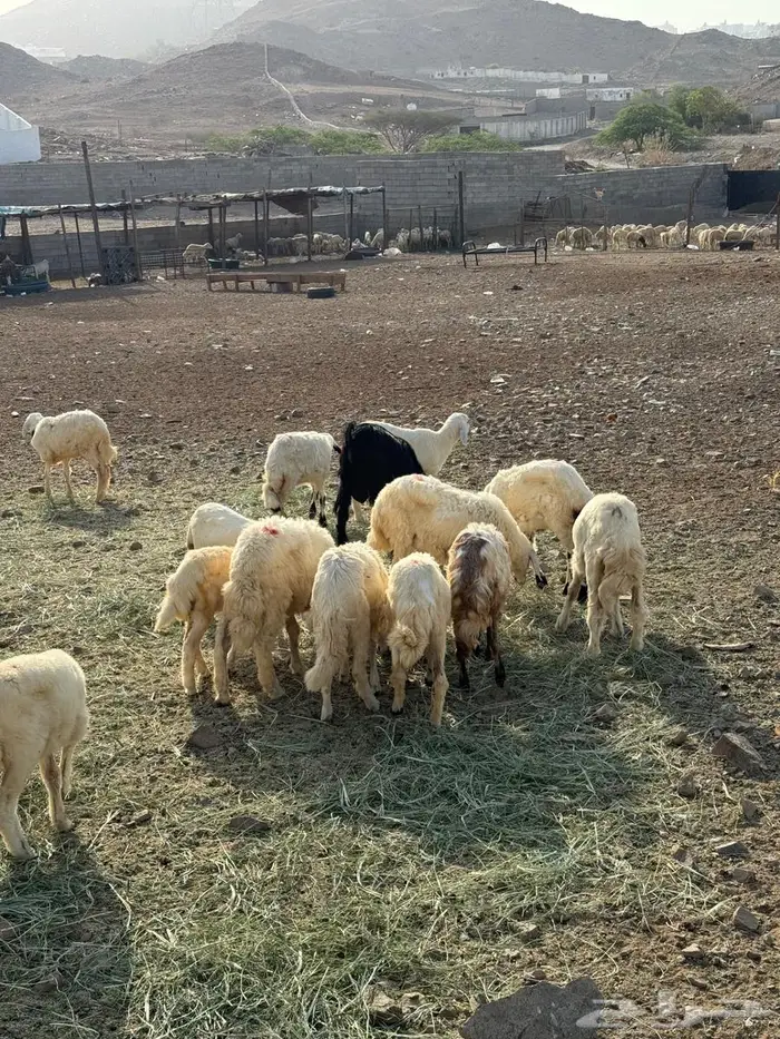 طليان ورخال حري 3