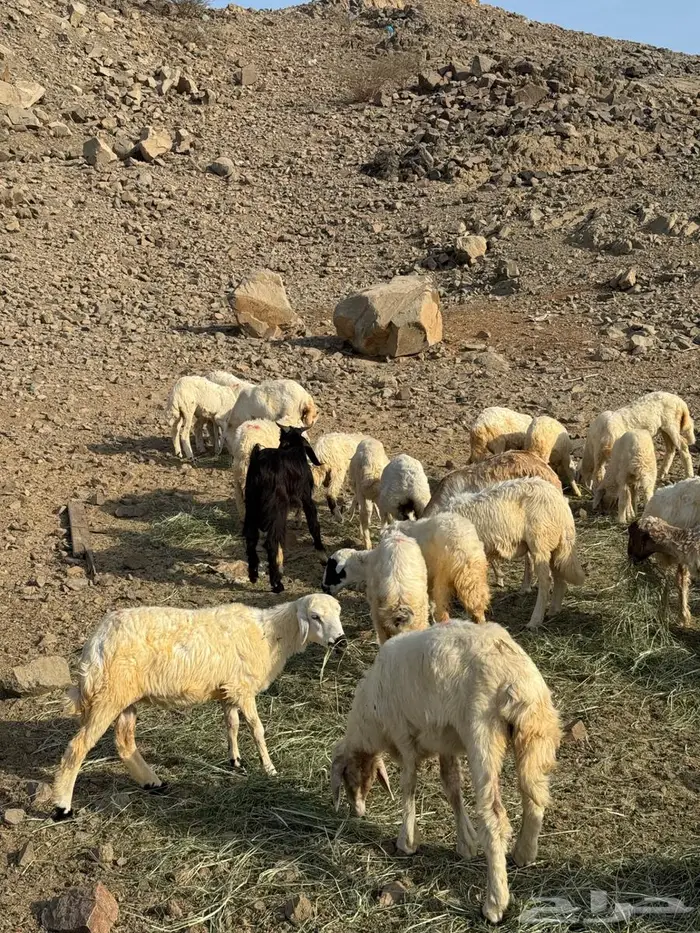 طليان ورخال حري 2