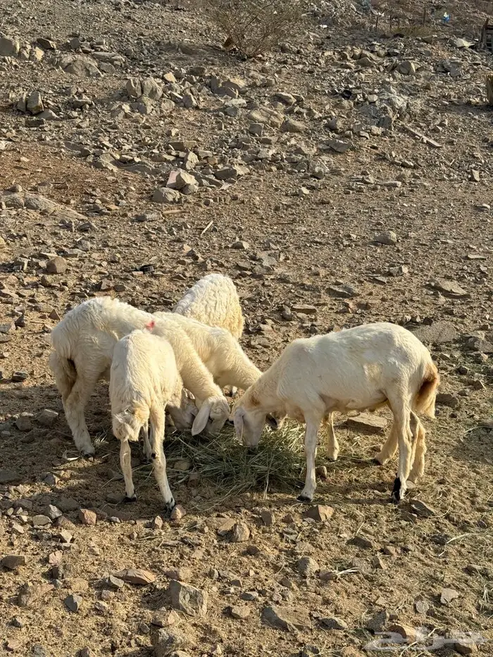 طليان ورخال حري 4