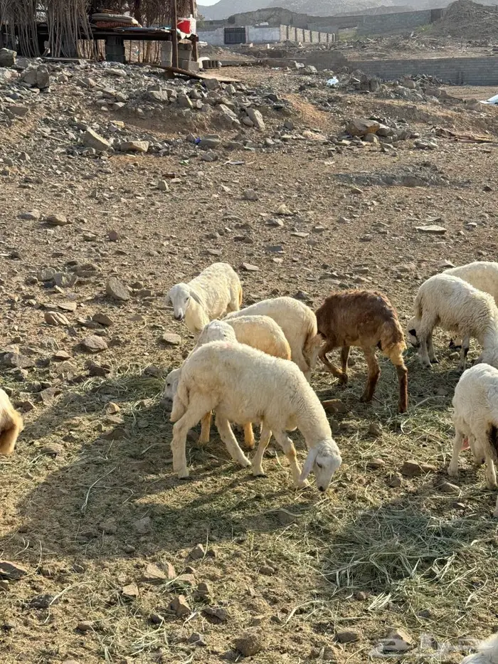 طليان ورخال حري 5