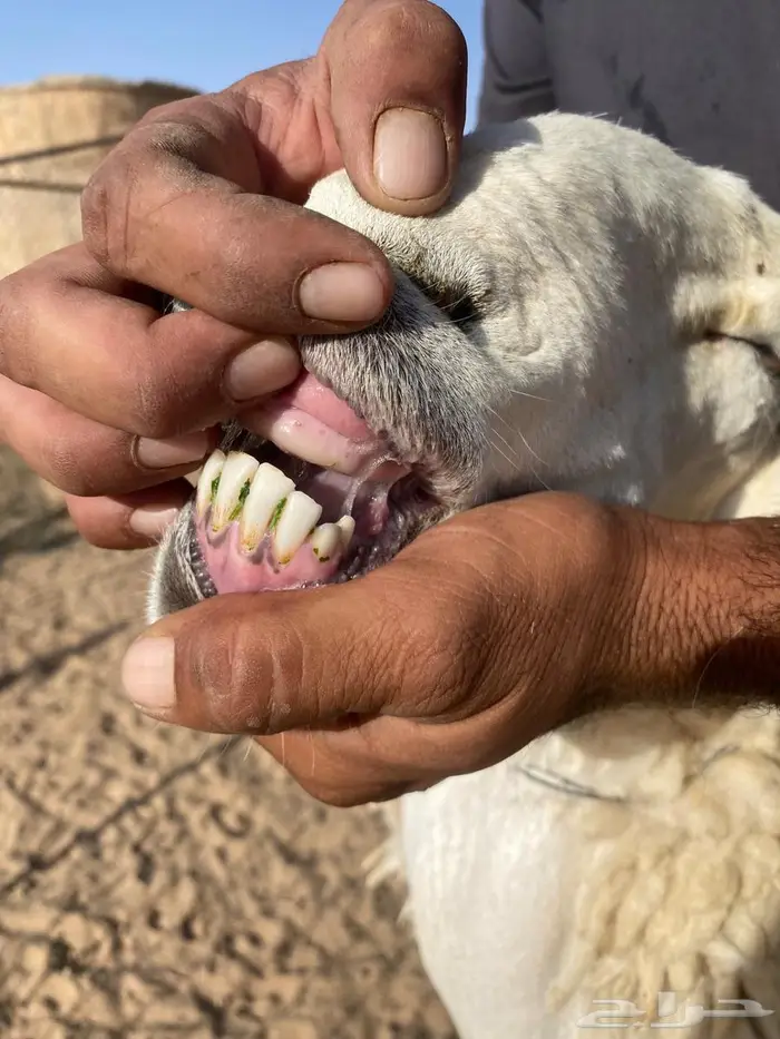 شاه حريه صنف 0