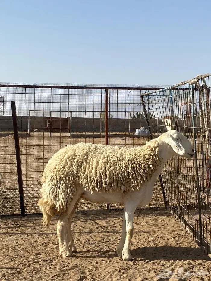 شاه حريه صنف 1