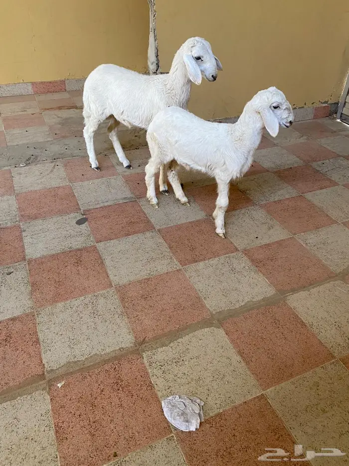 خروف ورخل حد بيع 930 0
