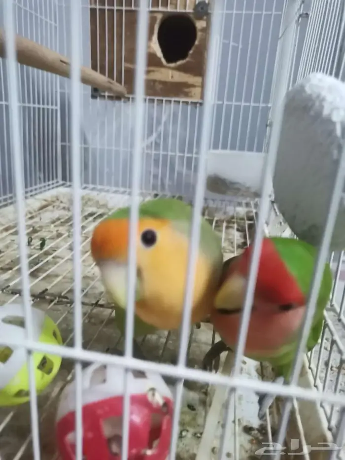 زوج روز منتج للبيع 2