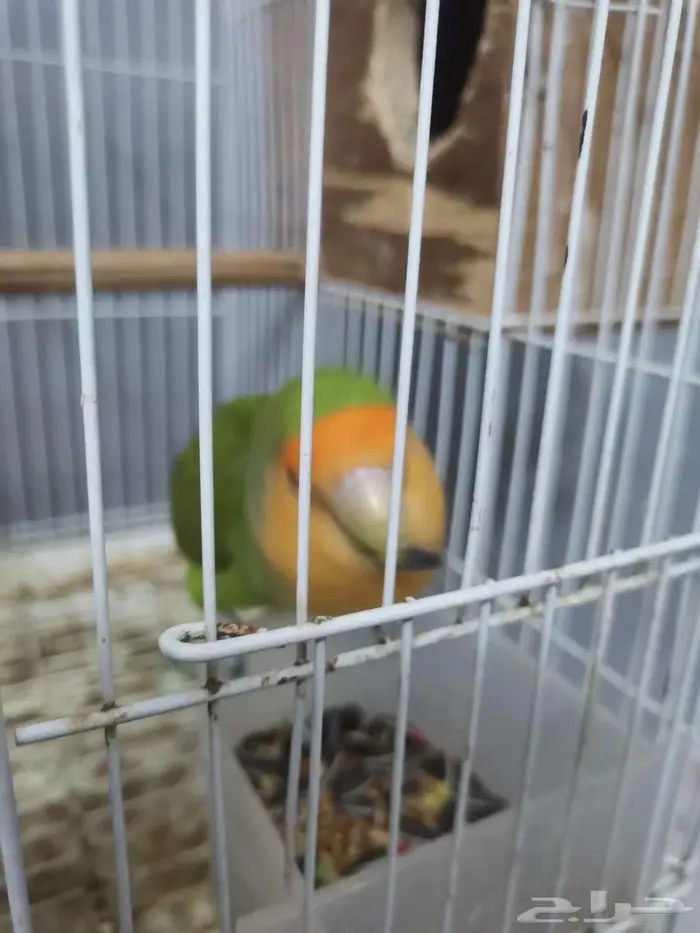 زوج روز منتج للبيع 4
