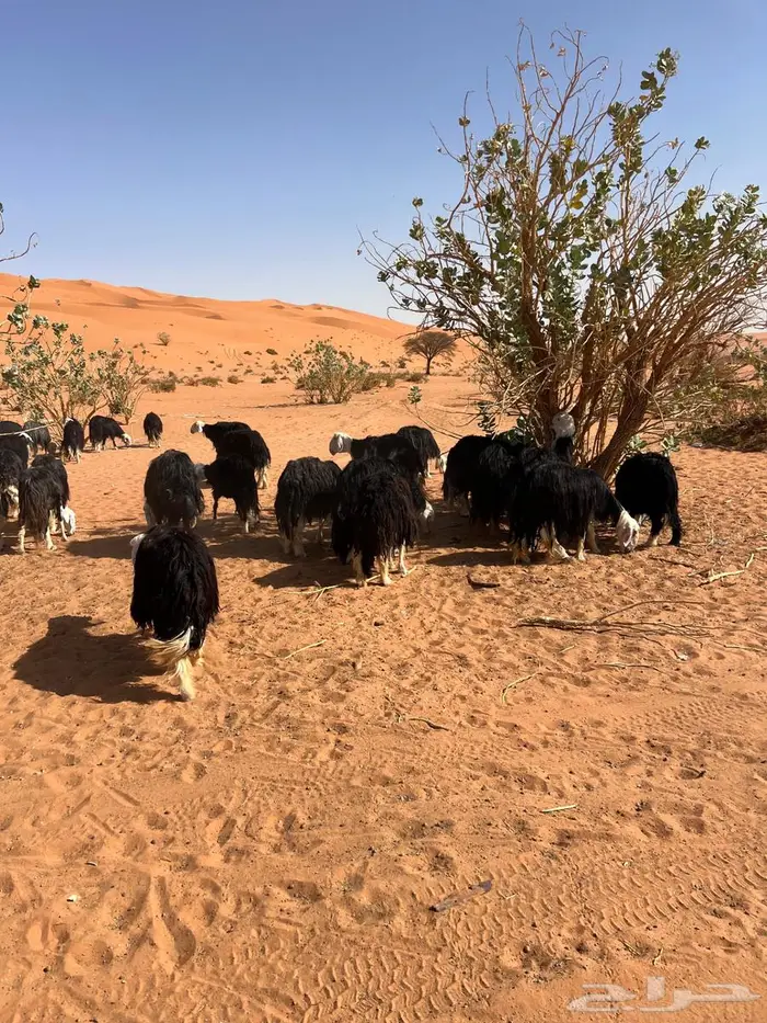 نجد متابيع ودفيع 2