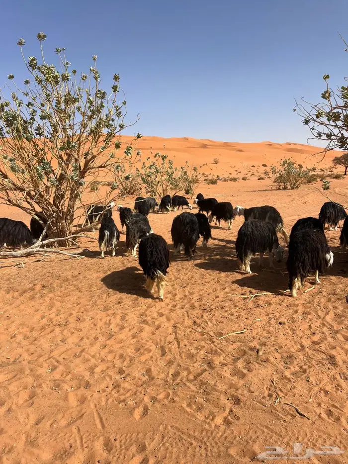 نجد متابيع ودفيع 3