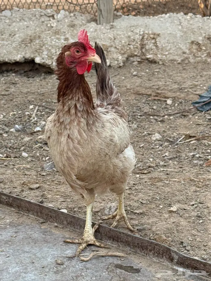 بيض دجاج امريكي 1