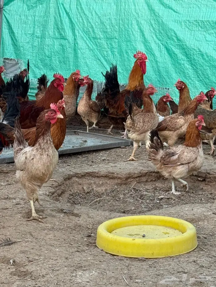 بيض دجاج امريكي 5