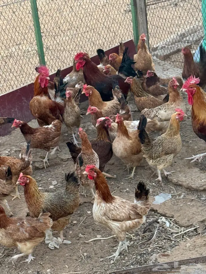 بيض دجاج امريكي 4