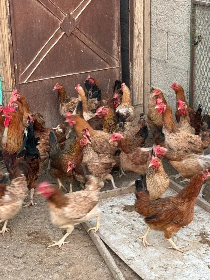 بيض دجاج امريكي 3