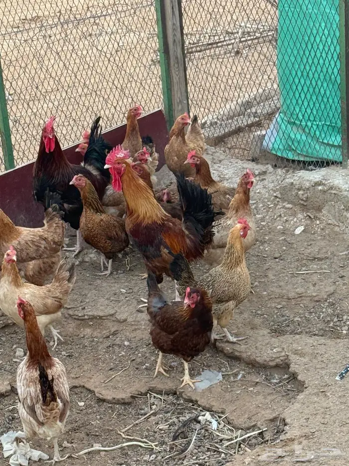 بيض دجاج امريكي 6