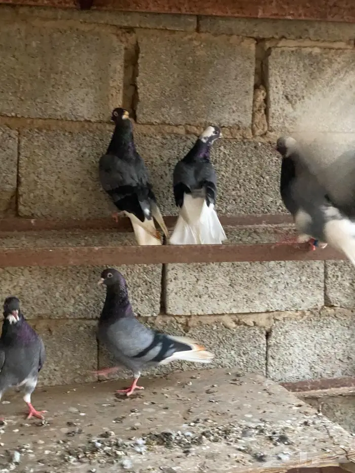 حمام قطايف خكا ترثة قديمة 4