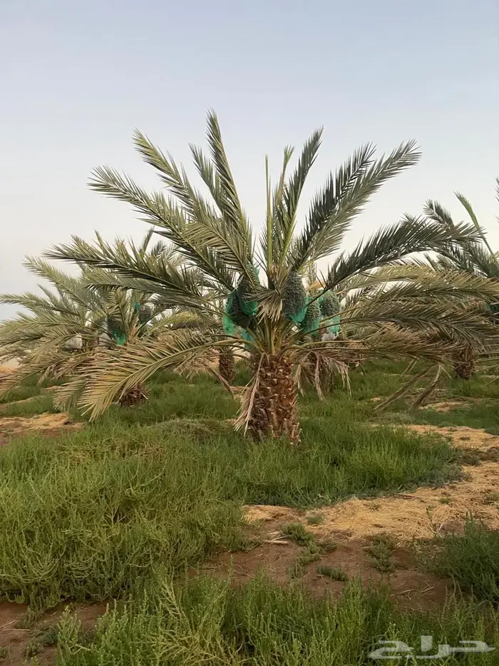 للبيع مزرعتين بالمليليح مساحه 60الف 3