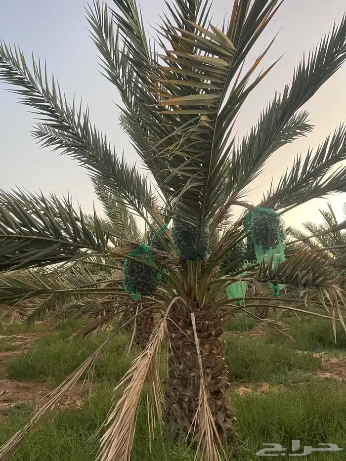للبيع مزرعتين بالمليليح مساحه 60الف 4