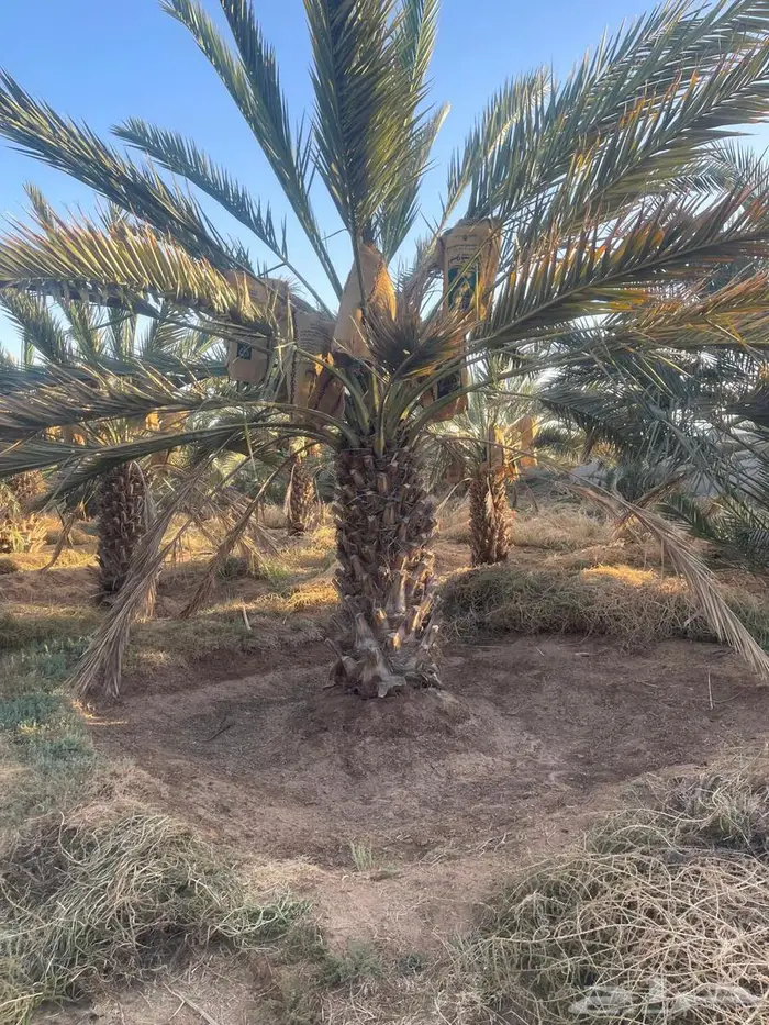 للبيع مزرعتين بالمليليح مساحه 60الف 2