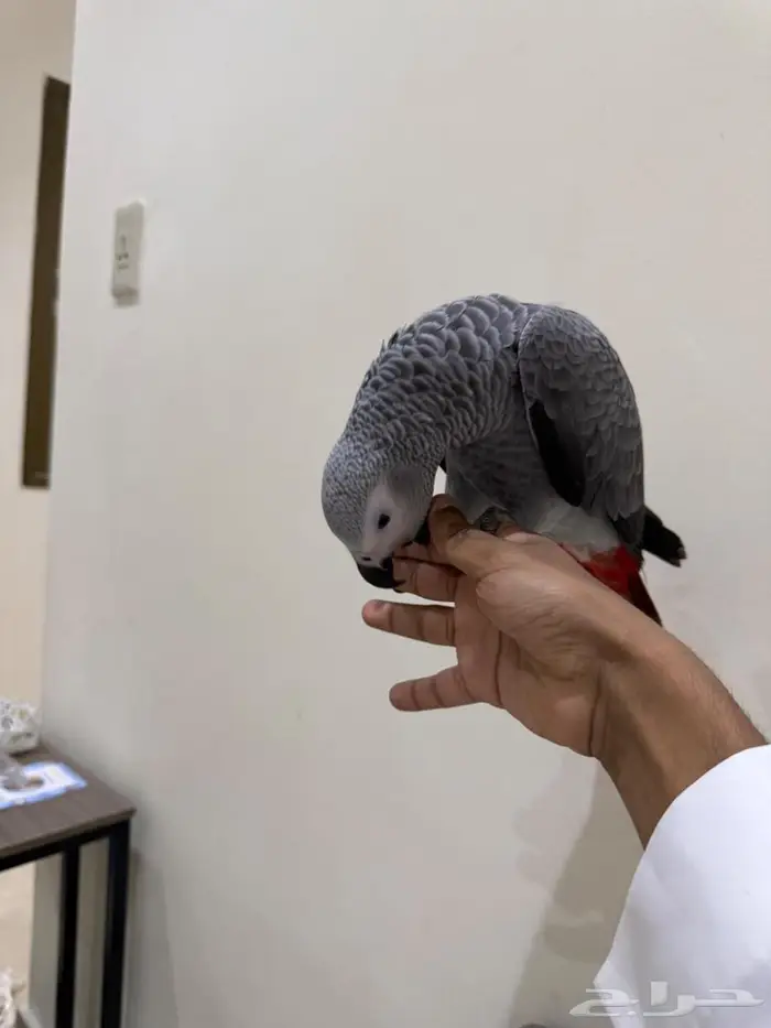 كاسكو اليف هدد مزاجي 2