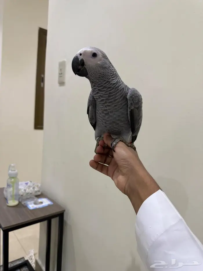 كاسكو اليف هدد مزاجي 3