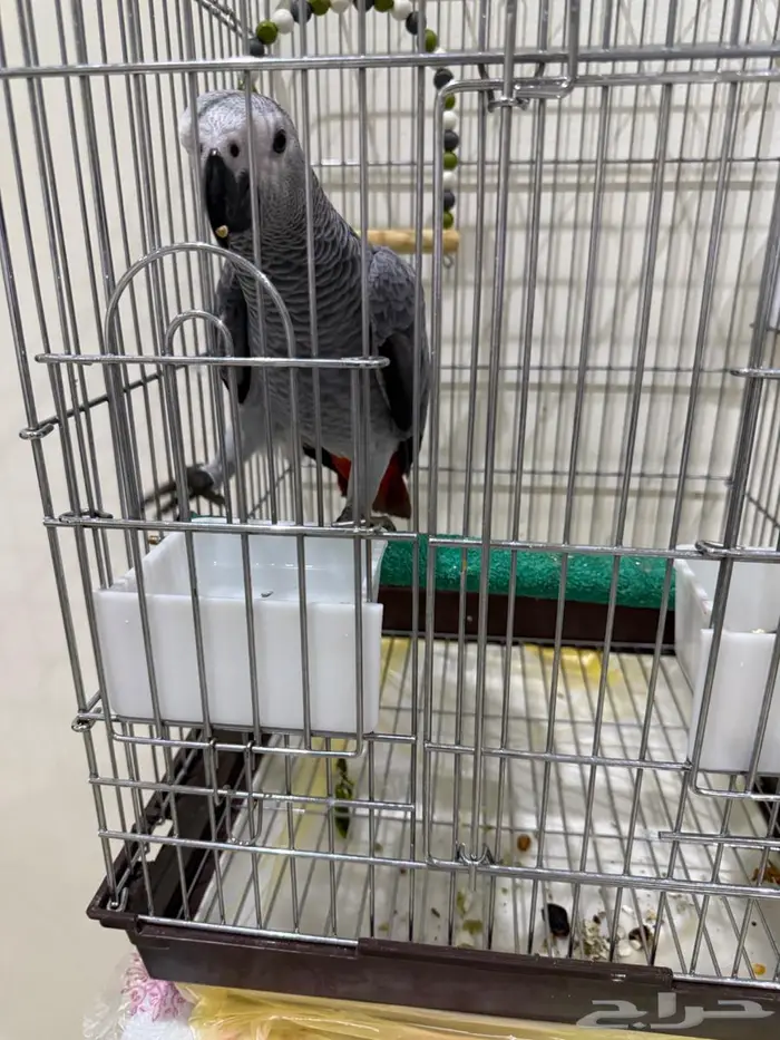 كاسكو اليف هدد مزاجي 6