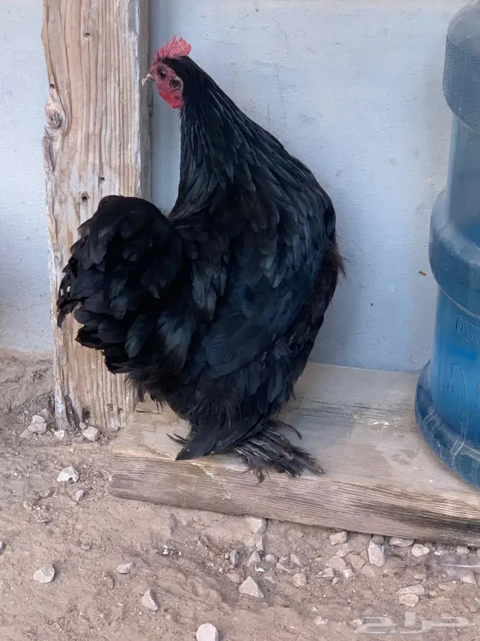 دجاج كوشن الاحساء 1