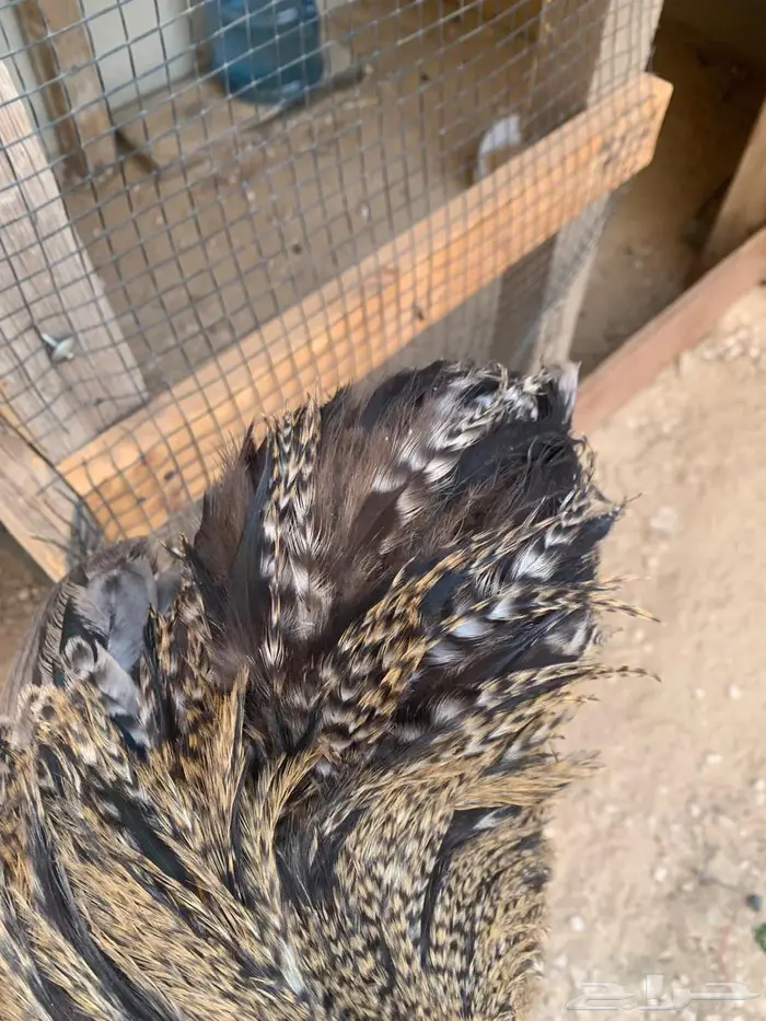دجاج كوشن الاحساء 6
