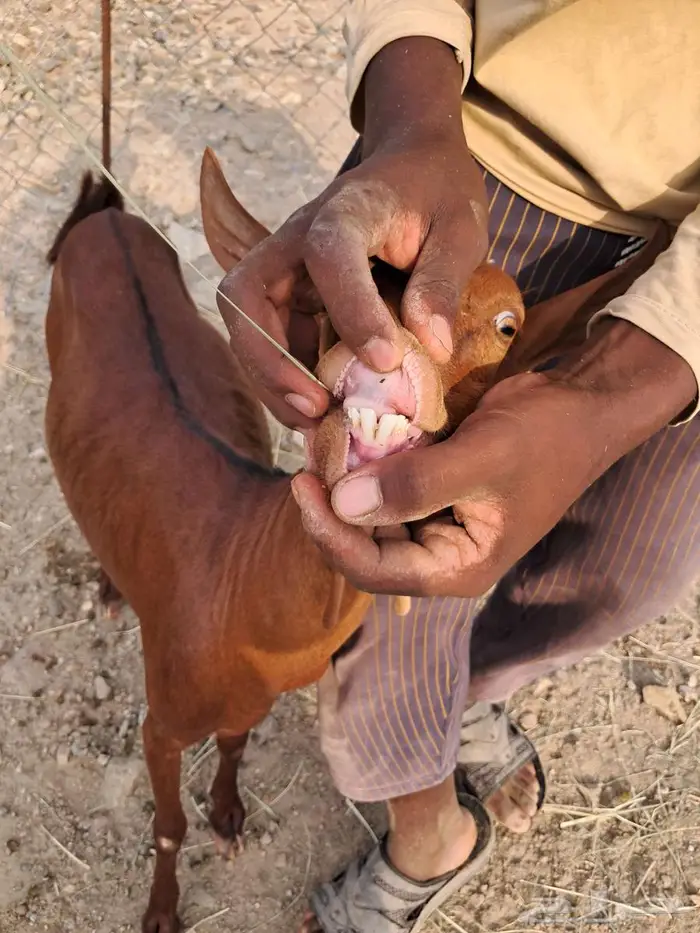 معزا دهم محايلية 3
