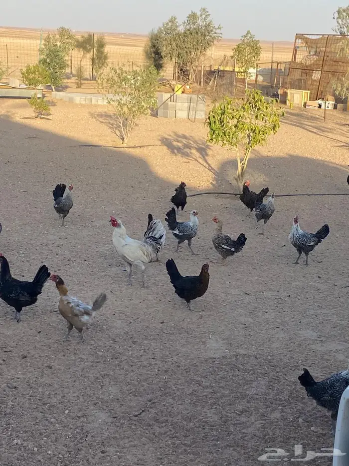 دجاج للبيع بلدي 0