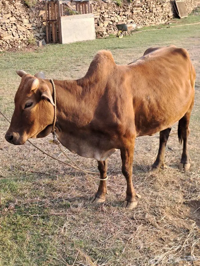 بقره بلدي 1