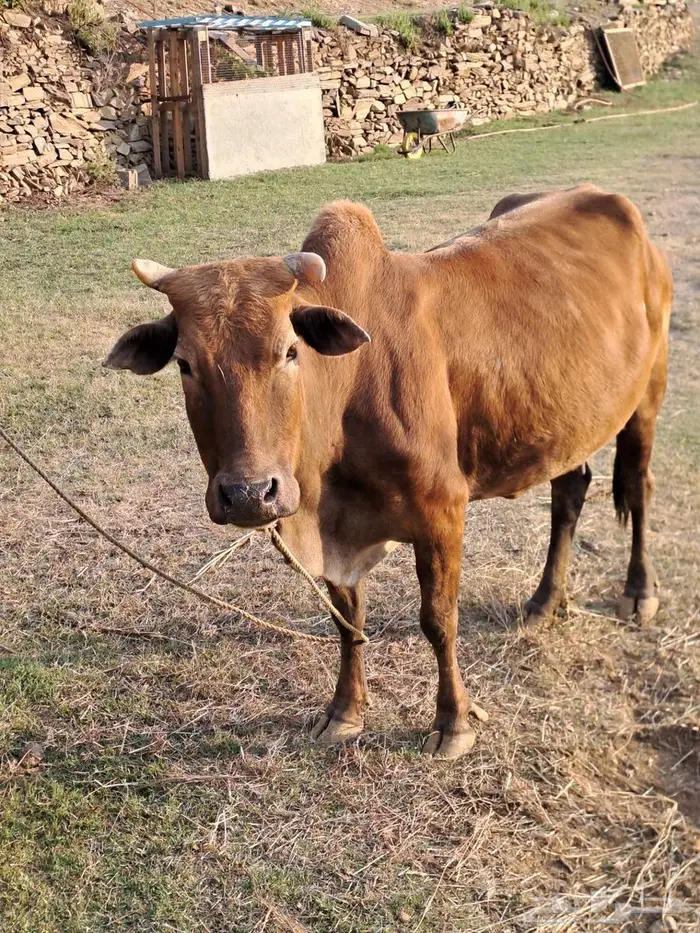 بقره بلدي 2